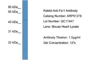 WB Suggested Anti-Fzr1  Antibody Titration: 0. (FZR1 Antikörper  (N-Term))
