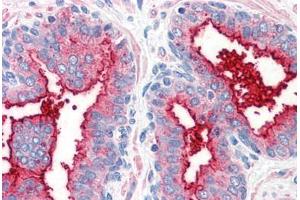 Anti-CD26 antibody  ABIN960764 IHC staining of human prostate. (DPP4 Antikörper  (Internal Region))