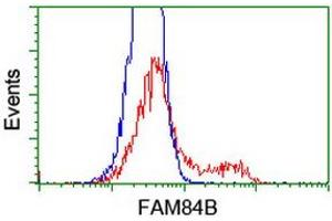 HEK293T cells transfected with either RC207996 overexpress plasmid (Red) or empty vector control plasmid (Blue) were immunostained by anti-FAM84B antibody (ABIN2453921), and then analyzed by flow cytometry. (FAM84B Antikörper)