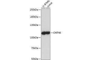Western blot analysis of extracts of various cell lines, using CNTN6 antibody (ABIN7266496) at 1:1000 dilution. (Contactin 6 Antikörper  (AA 20-110))