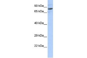 Western Blotting (WB) image for anti-serine Palmitoyltransferase, Long Chain Base Subunit 2 (SPTLC2) antibody (ABIN2459217)