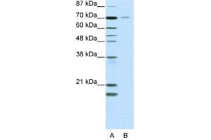 WB Suggested Anti-NR2C1  Antibody Titration: 2.