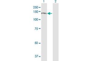 Western Blot analysis of ITGA4 expression in transfected 293T cell line by ITGA4 MaxPab polyclonal antibody. (ITGA4 Antikörper  (AA 1-1032))