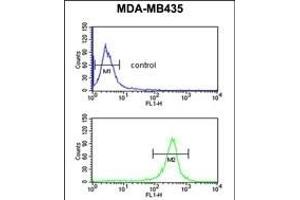 EXTL3 Antibody (N-term) (ABIN652990 and ABIN2842629) flow cytometric analysis of MDA-M cells (bottom histogram) compared to a negative control cell (top histogram).