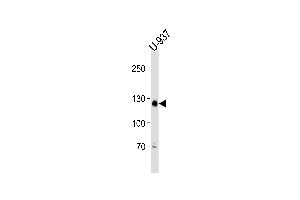 SGOL2 Antibody (Center) (ABIN1881800 and ABIN2838980) western blot analysis in U-937 cell line lysates (35 μg/lane). (SGOL2 Antikörper  (AA 391-419))