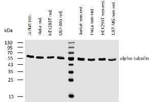 Western blotting analysis of human alpha-tubulin using mouse monoclonal antibody TU-02 on lysates (50 mM TRIS-Cl pH  6. (alpha Tubulin Antikörper)