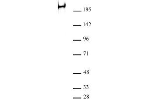 RNA pol II phospho Ser2 antibody (mAb) (Clone 3E7C7) tested by Western blot. (Rpb1 CTD Antikörper  (Ser2))