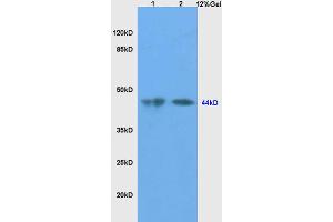L1 mouse testis lysates, L2 mouse liver lysates probed with Anti-SHBG Polyclonal Antibody, Unconjugated (ABIN738771) at 1:200 in 4 °C. (SHBG Antikörper  (AA 301-402))