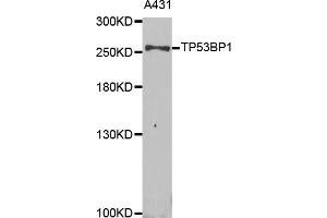 Western blot analysis of extracts of A-431 cells, using TP53BP1 antibody (ABIN5973380) at 1/1000 dilution. (TP53BP1 Antikörper)