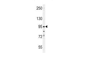 EN Antibody (C-term) (ABIN652020 and ABIN2840500) western blot analysis in K562 cell line lysates (35 μg/lane). (Enamelin Antikörper  (C-Term))