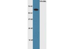 Lane 1:A549 cell lysates probed with Rabbit Anti-Cyclin A1 Polyclonal Antibody, Unconjugated (ABIN714026) at 1:300 overnight at 4 °C. (Cyclin A1 Antikörper  (AA 211-310))