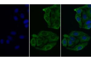 Detection of PRL in Human Hela cell using Monoclonal Antibody to Prolactin (PRL) (Prolactin Antikörper  (AA 29-227))