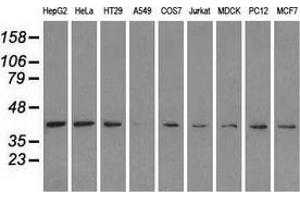 Western blot analysis of extracts (35 µg) from 9 different cell lines by using anti-MAPK1 monoclonal antibody.