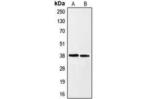 Western blot analysis of Ephrin A3 expression in HeLa (A), HepG2 (B) whole cell lysates.