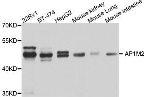 Western blot analysis of extracts of various cell lines, using AP1M2 antibody. (AP1m2 Antikörper)
