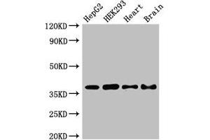 Western Blot Positive WB detected in: HepG2 whole cell lysate, HEK293 whole cell lysate, Mouse heart tissue, Mouse brain tissue All lanes: PNKD antibody at 2. (PNKD Antikörper  (AA 78-243))