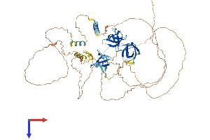 Vinexin Protein (AA 1-671) (His tag)