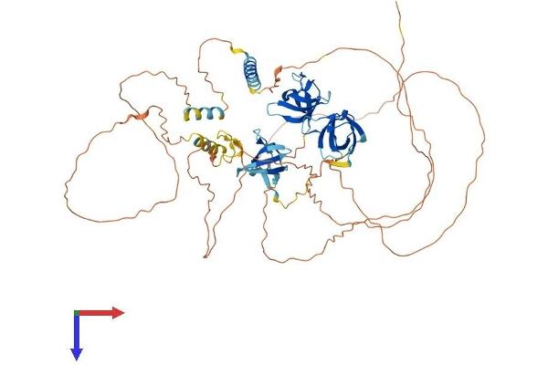 Vinexin Protein (AA 1-671) (His tag)