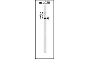 Western blot analysis of Erythropoietin / EPO Antibody (N-term) in mouse L929 cell line lysates (35ug/lane). (EPO Antikörper  (N-Term))