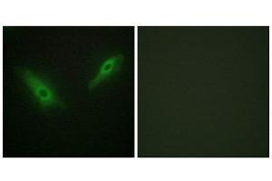Immunofluorescence (IF) image for anti-KPB1/2 (N-Term) antibody (ABIN1849376) (KPB1/2 (N-Term) Antikörper)