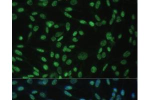 Immunofluorescence (IF) image for anti-THO Complex 4 (THOC4) antibody (ABIN7261904)