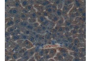 Used in DAB staining on fromalin fixed paraffin- embedded liver tissue (Kallikrein 4 Antikörper  (AA 32-255))
