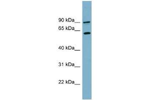 WB Suggested Anti-SLC3A1 Antibody Titration:  0. (SLC3A1 Antikörper  (N-Term))