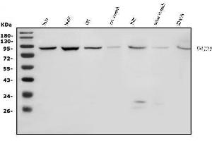 Western blot analysis of DNAJC10 using anti-DNAJC10 antibody (ABIN7601358).