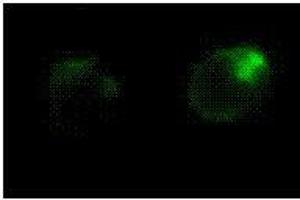 Immunofluorescence (IF) image for anti-Fas Ligand (TNF Superfamily, Member 6) (FASL) antibody (ABIN187289) (FASL Antikörper)