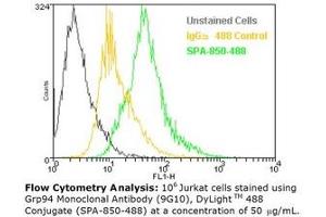 Image no. 1 for anti-Heat Shock Protein 90kDa beta (Grp94), Member 1 (HSP90B1) antibody (DyLight 488) (ABIN364067)
