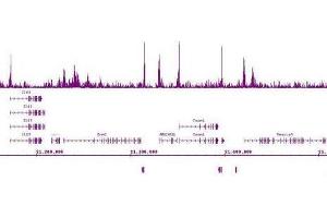 Ikaros antibody (mAb) (Clone 2A9) tested by ChIP-Seq.