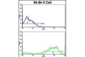 Flow cytometric analysis of SK-Br-3 cells using ABI1 Antibody (N-term)(bottom histogram) compared to a negative control cell (top histogram).