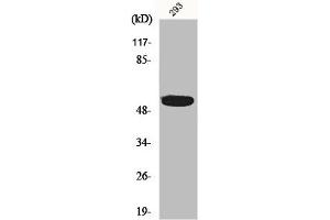 Western Blot analysis of 293 cells using InsP6 Kinase 3 Polyclonal Antibody (IP6K3 Antikörper  (Internal Region))