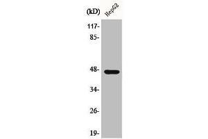 Western Blot analysis of COLO205 cells using AKAP 79 Polyclonal Antibody (AKAP5 Antikörper  (N-Term))