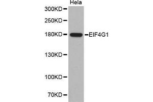 Western Blotting (WB) image for anti-Eukaryotic Translation Initiation Factor 4 Gamma, 1 (EIF4G1) antibody (ABIN1512859) (EIF4G1 Antikörper)