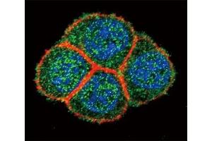 Immunofluorescence (IF) image for anti-Hepatocyte Nuclear Factor 4, alpha (HNF4A) (AA 281-312) antibody (ABIN3031189)