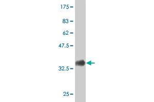 Western Blot detection against Immunogen (36. (IL-15 Antikörper  (AA 30-129))