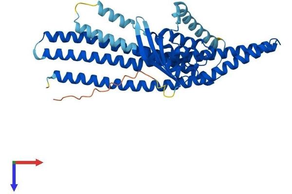 SNX32 Protein (AA 1-404) (His tag)