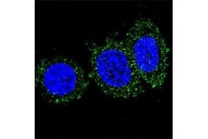 Confocal immunofluorescent analysis of anti-AKT2 antibody with HeLa cells followed by Alexa Fluor 488-conjugated goat anti-mouse lgG (green).