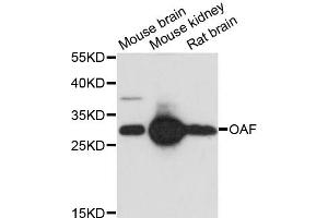 Western blot analysis of extracts of various cell lines, using OAF antibody. (OAF Antikörper)
