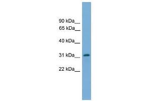 PIGL antibody used at 1 ug/ml to detect target protein. (PIGL Antikörper  (N-Term))