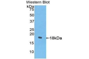 Western Blotting (WB) image for anti-Platelet-Derived Growth Factor C (PDGFC) (AA 235-345) antibody (ABIN3204827) (PDGFC Antikörper  (AA 235-345))