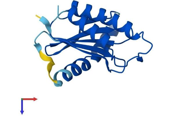 TRAPPC2 Protein (AA 1-140) (His tag)