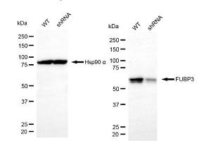 Western blotting analysis using FUBP3 antibody (ABIN7798567). (FUBP3 Antikörper)