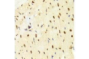 Immunohistochemistry (IHC) image for anti-High Mobility Group Box 1 (HMGB1) (AA 100-200) antibody (ABIN3023358) (HMGB1 Antikörper  (AA 100-200))