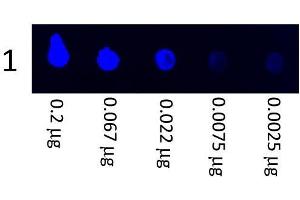 Image no. 2 for Goat anti-Pig IgG (Heavy & Light Chain) antibody (FITC) - Preadsorbed (ABIN101878)