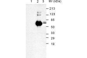 Western Blotting (WB) image for anti-Heat Shock 70kDa Protein 5 (Glucose-Regulated Protein, 78kDa) (HSPA5) antibody (Biotin) (ABIN371046) (GRP78 Antikörper  (Biotin))