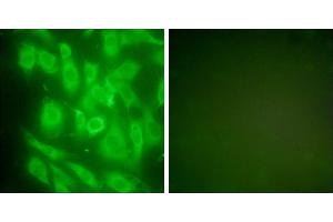 Peptide - +Immunofluorescence analysis of NIH/3T3 cells, using HSP90 cyto antibody (#C0234). (HSP90AA1 Antikörper)