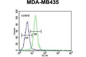 Flow cytometric analysis of MDA-MB435 cells using  LIN28 Antibody  (right histogram) compared to a negative control cell (left histogram). (LIN28A Antikörper)
