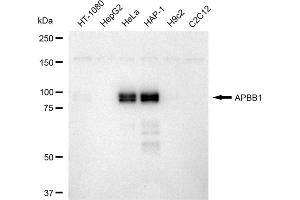Western blotting analysis using APBB1 antibody (ABIN7797594).